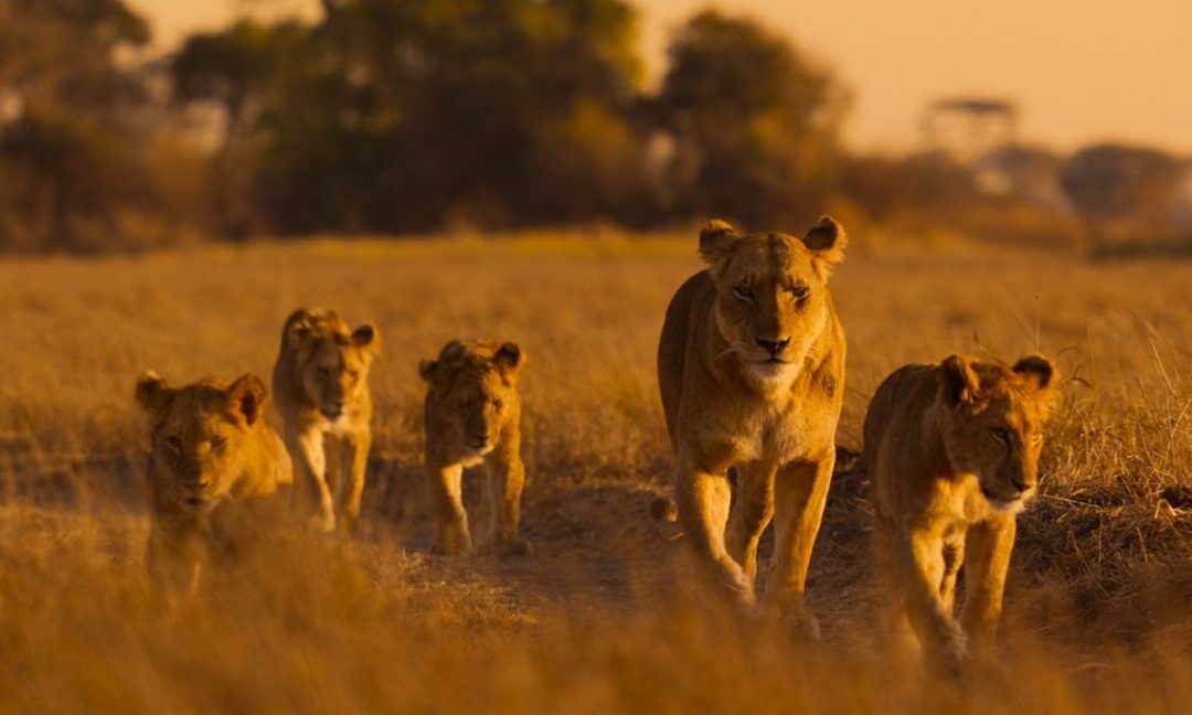 Lions and cheetahs and chimps, oh my: a spotlight on Africa’s diverse wildlife